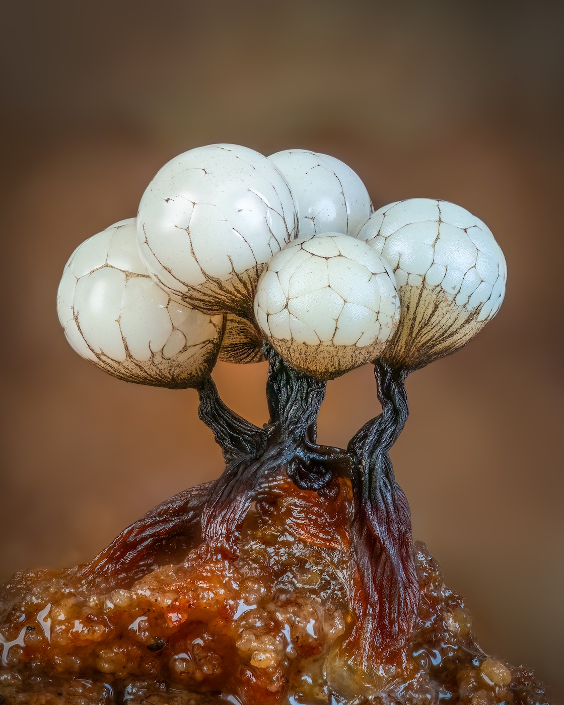 A close up of the slime mold which looks like five white balls perched on tiny tree trunks A close up of the slime mold which looks like five white balls perched on tiny tree trunks
